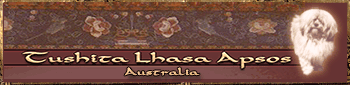 Tushita Lhasa apso in Australia