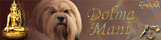 Lhasa Apso breeder in Belgium