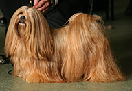 Ch.Trinity De Koempfer